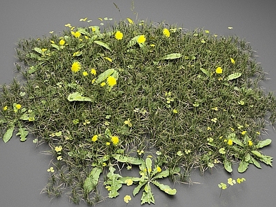 花草组合 草地 植物 花草 小草 蒲公英
