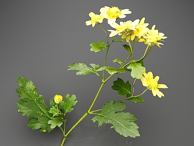 花草组合 印度菊 菊花 黄色菊花 花卉 花草