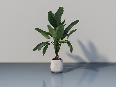 其他绿植 芭蕉