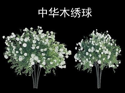 乔木 现代白色木绣球 木绣球 花乔