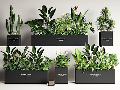 植物组合 花箱 外摆绿植花箱 植物堆 仙人掌