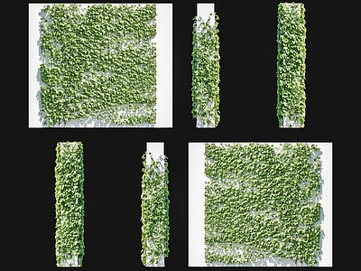 藤蔓 爬山虎地锦藤蔓 爬墙虎藤蔓爬墙植 爬藤本绿植 爬山虎藤蔓植物 绿植墙植物墙藤蔓