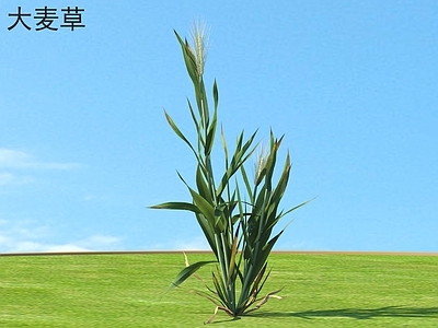 草 大麦草 花草灌木