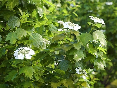 植物堆 现代绿植堆 灌木 景观绿植 户外绿植