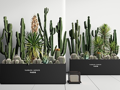 植物组合 绿植花箱 仙人掌植物组合 仙人掌 仙人球