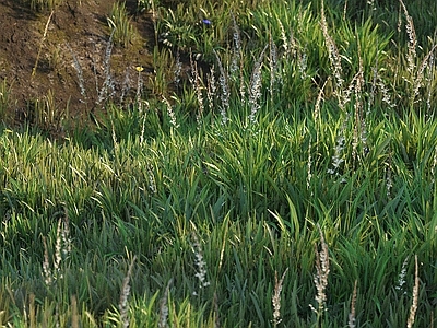 草坪 户外草坪 草地 花草 野草 绿茵