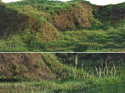 草坪 户外草坪 自然地形 花草 野草 草地