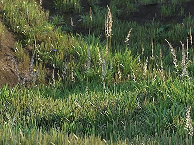 草坪 户外草坪 草地 花草 野草 自然地形