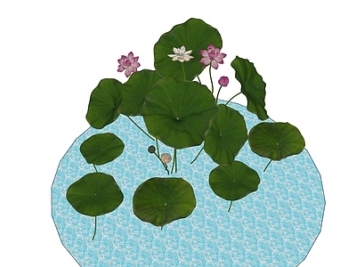 水生植物 荷叶 池塘 池塘荷叶 莲花