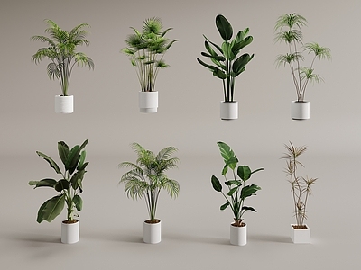 其他绿植 绿植盆栽