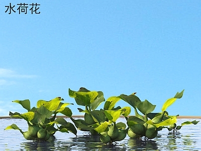 花草组合 水荷花 花草灌木