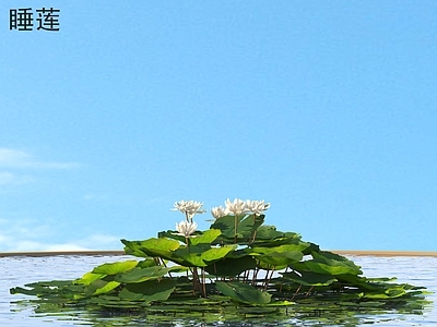 花草组合 睡莲 花草灌木