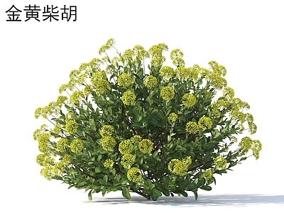 灌木 金黄柴胡 花草灌