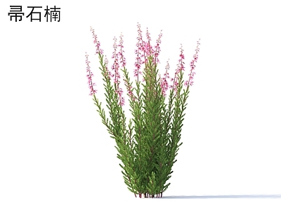 花 帚石楠 花草灌木