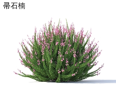 灌木 帚石楠 花草灌木