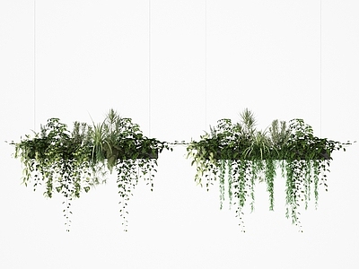 其他绿植 植物
