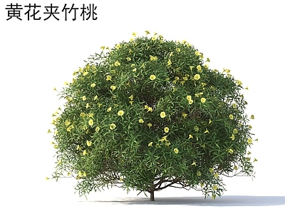 灌木 黄花夹竹桃 花草