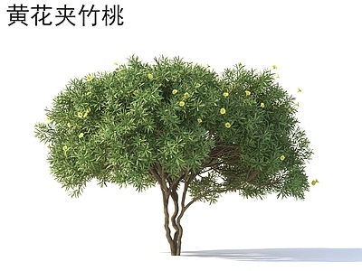 灌木 黄花夹竹桃 花草