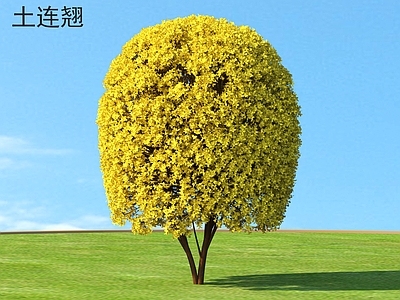 灌木 土连翘 花草灌木