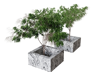 植物组合 组合 树 盆景