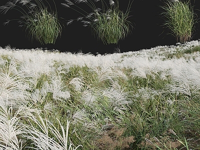 花草组合 户外绿植 茅草 杂草 野草