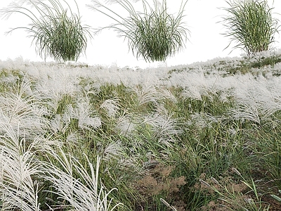 花草组合 户外绿植 茅草 杂草 野草