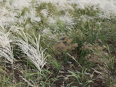 花草组合 户外绿植 杂草 茅草 野草