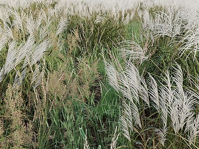 花草组合 户外绿植 茅草 芦苇 杂草 野草