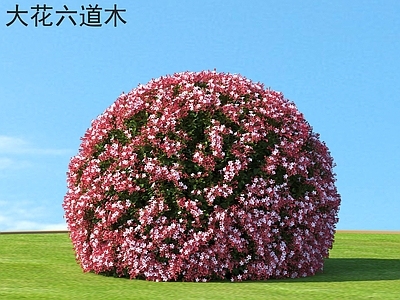 灌木 大花六道木 花草