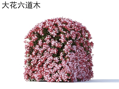 灌木 大花六道木 花草