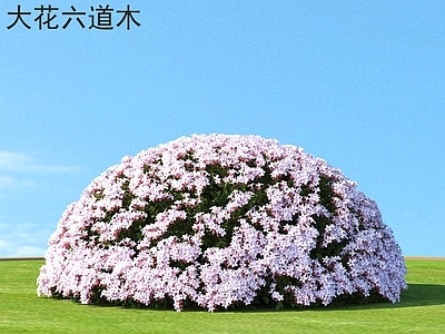 灌木 大花六道木 花草