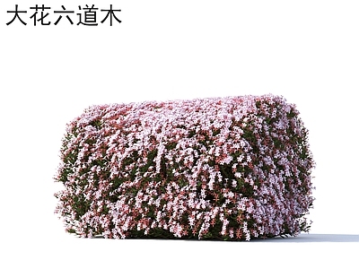 灌木 大花六道木 花草