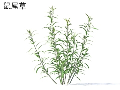 草 鼠尾草 花草灌木