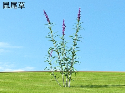 草 鼠尾草 花草灌木