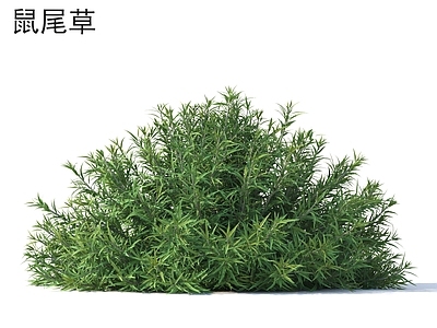 草 鼠尾草 花草灌木