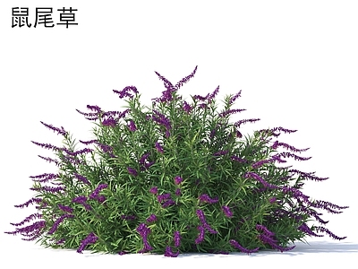 灌木 鼠尾草 花草灌木