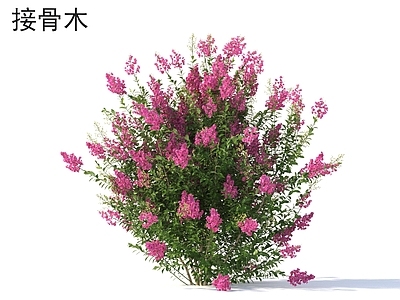 灌木 接骨木 花草灌木