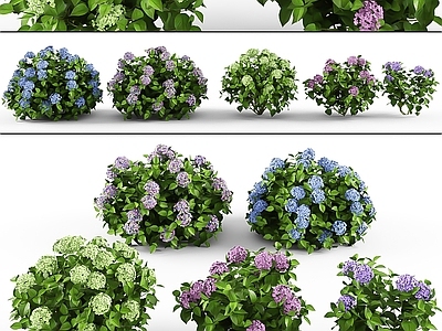 花草组合 现代花草花卉 灌木 绣球花 园林 景观