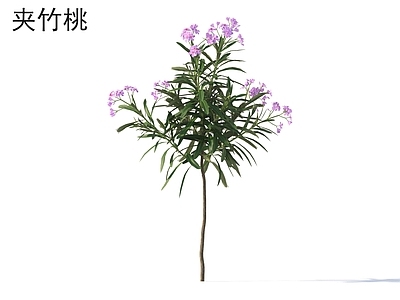 灌木 夹竹桃 花草灌木