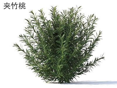 灌木 夹竹桃 花草灌木