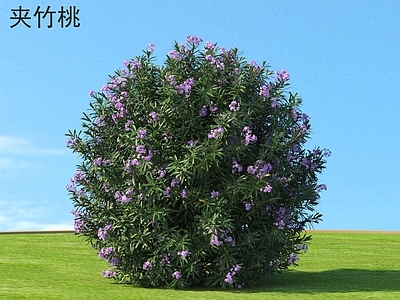 灌木 夹竹桃 花草灌木