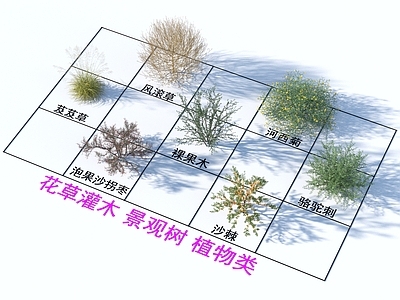 花草组合 花草灌木