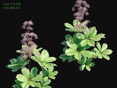 其他绿植 植物