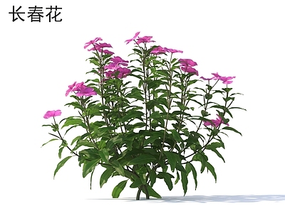 花 长春花 花草灌木