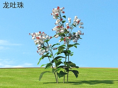 花 龙吐珠 花草灌木