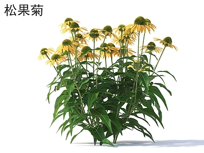 花 松果菊 花草灌木