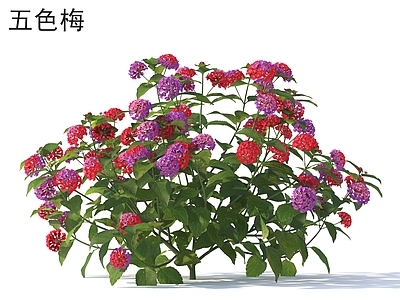 花 五色梅 花草灌木