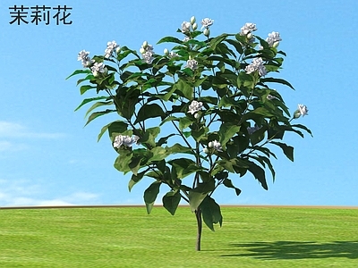 花 茉莉花 花草灌木