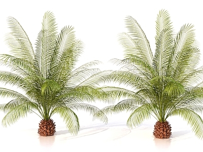 盆栽 植物盆栽室内绿植