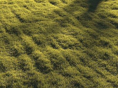 草坪 现代草坪 草地 草皮 绿茵 绿地